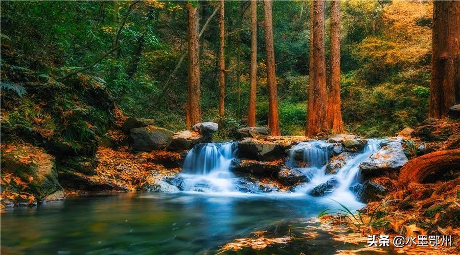 元曲|《天净沙·秋》:辞柯霜叶,飞来就我题红