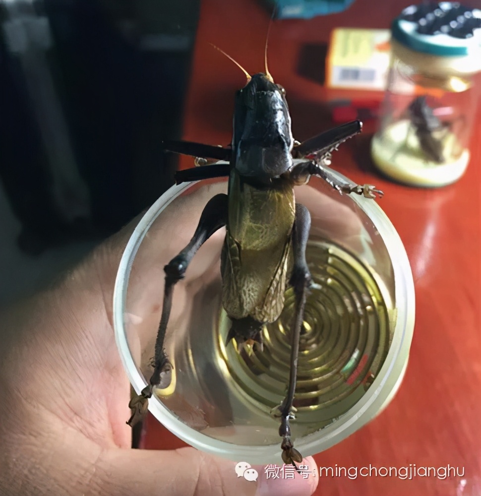 冬蝈蝈怎么挑选,介绍蝈蝈的说明方法