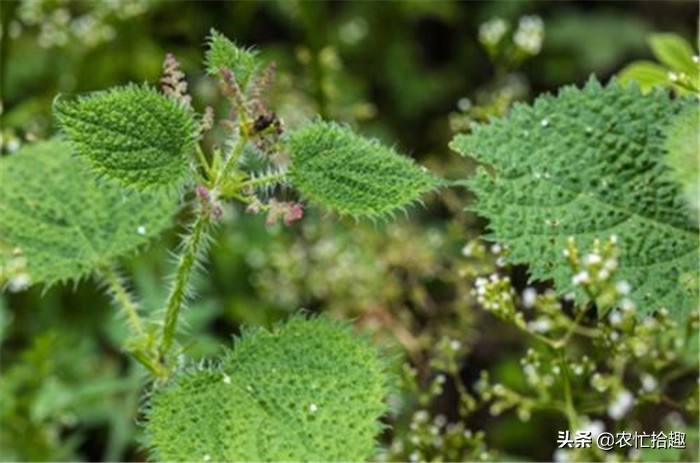 碰到像针扎,以前遇到绕着走,如今才知价值高,有人拿它当菜吃