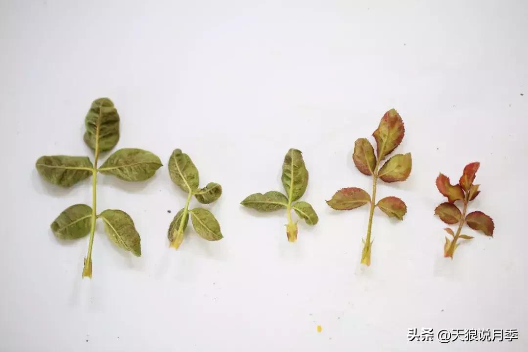 秋季月季突然枯萎是怎么回事,月季花朵未开就干枯了是怎么回事