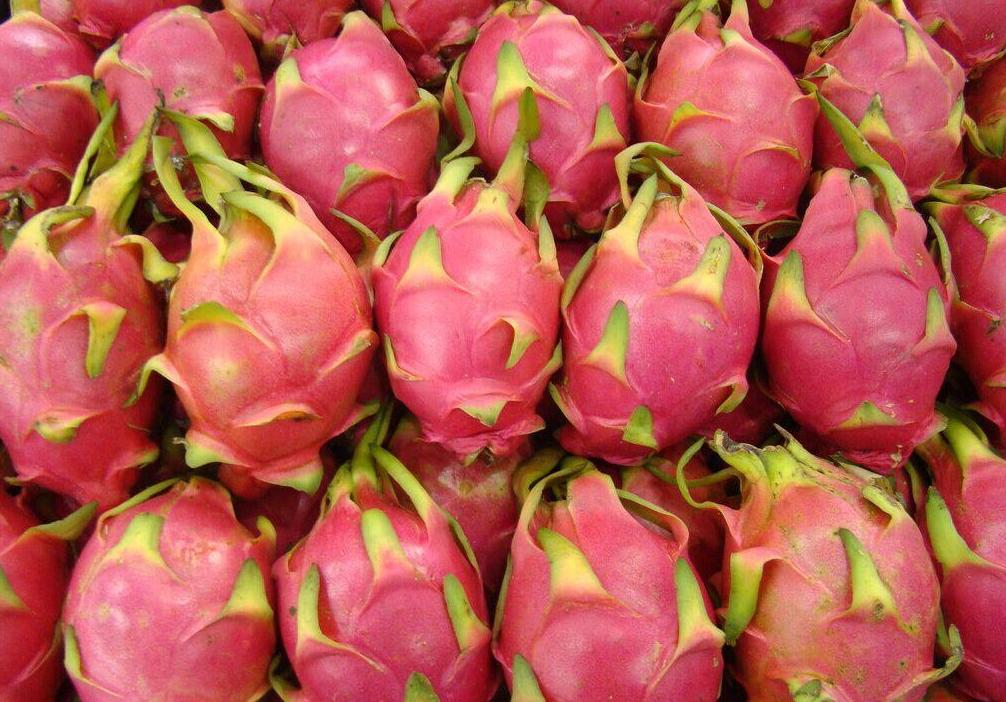 火龙果预防冻伤,火龙果气温低于15度还要保灯吗