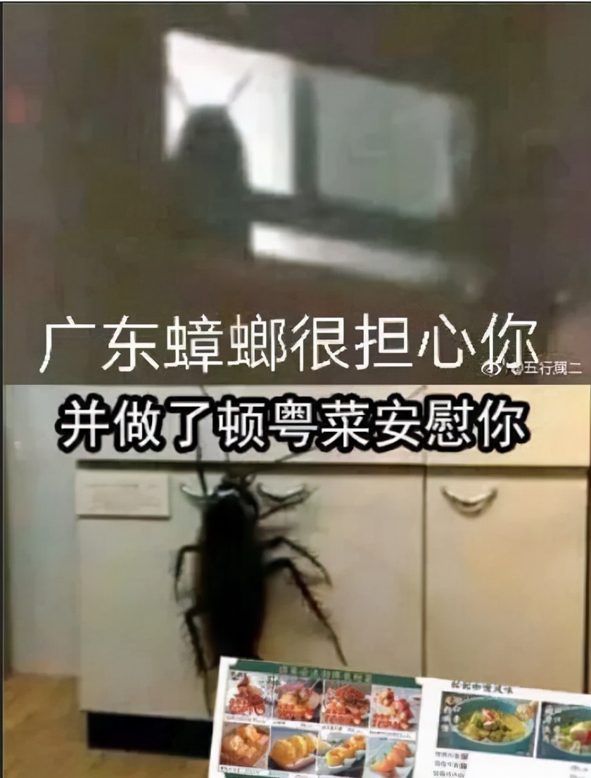 北方人第一次见到会飞的蟑螂,北方人第一次看到会飞的蟑螂反应