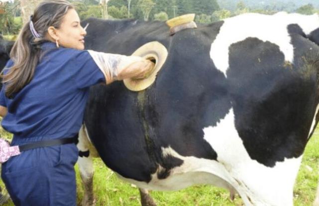 牛身上被迫打孔怎么回事,牛身上打孔