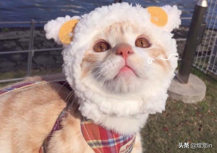 猫咪也要常晒太阳,猫咪也要瑜伽晨练吗