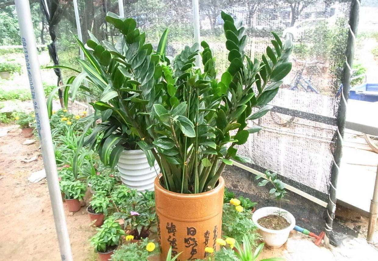 在家里养什么最方便最好,室内种植或者养殖什么合适