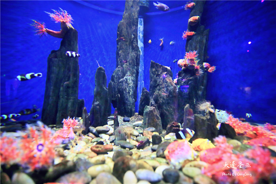 北方明珠活力四射的浪漫之都大连，国内最具特色的海洋世界圣亚