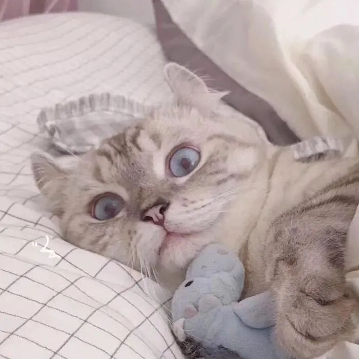 狗狗肚脐鼓包长大后能自愈吗,狗会阴疝复发咋办