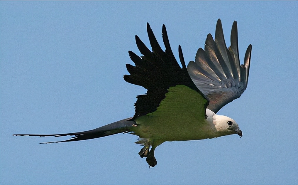 东江揽胜,惠州淡水常见鸟类图谱