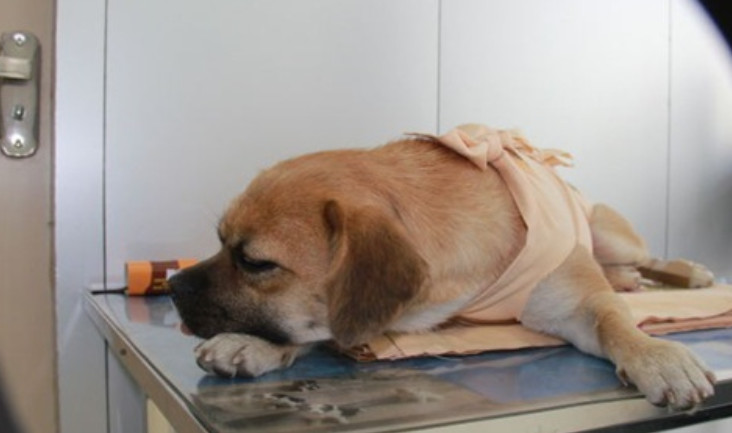 宠物绝育真的假的,想要让猫咪繁育是不是应该不绝育