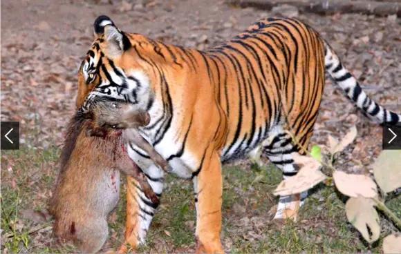 传奇虎王美元男:这只公虎两次作为“单亲奶爸”,养大了两窝虎崽