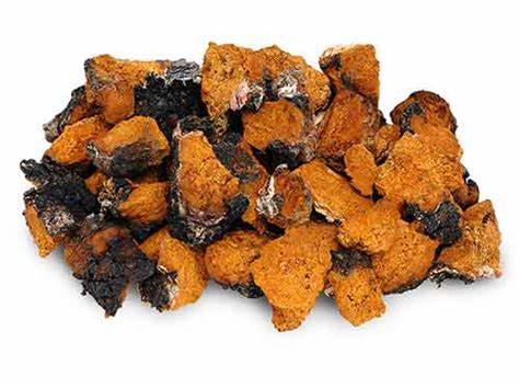 白桦茸养生价值,白桦茸提取物科普