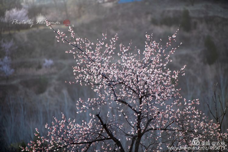 河南灵宝百年古杏林花开遍山野,灵宝北沟古杏林图片