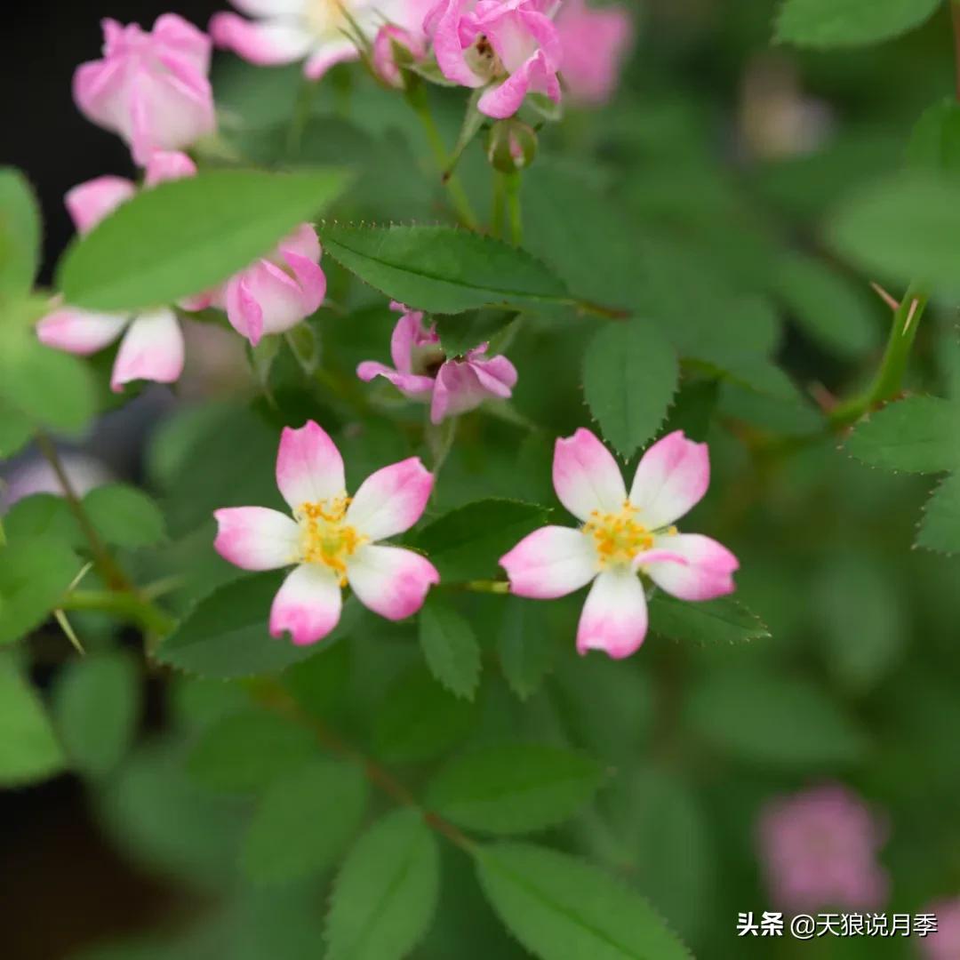 天狼自育抗病强品种,天狼自育浓香品种