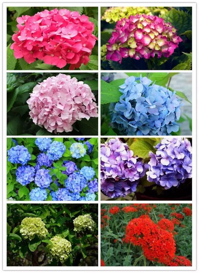 北方喜阴的室内植物花卉有哪些,喜阴耐寒的室外花卉植物有哪些