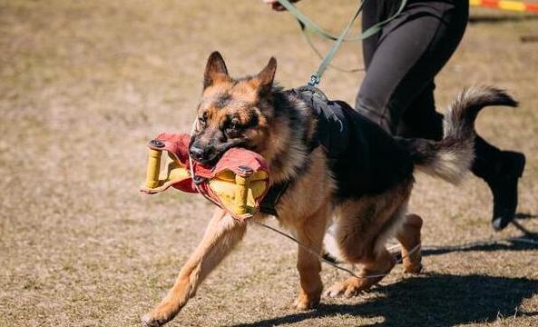 德国牧羊犬被哪些地方禁养,德国牧羊犬为什么不建议养