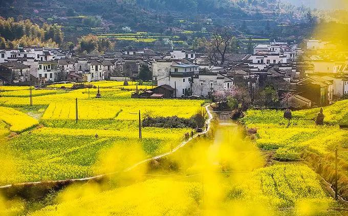全国油菜花时间表,3月份哪里的油菜花最美