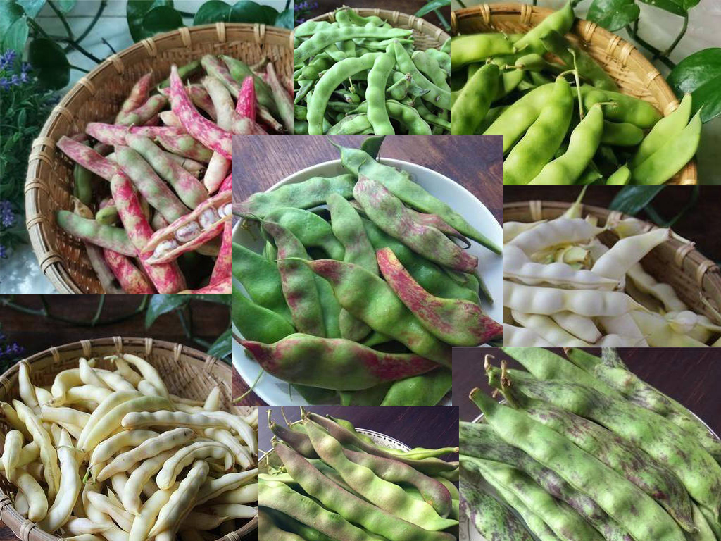 舌尖上的东北家常菜,黑龙江油豆角高端做法