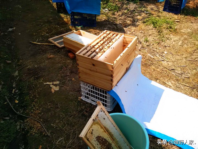 怎么才知道蜜蜂可以取蜂蜜了,蜜蜂什么时候可以取蜂蜜