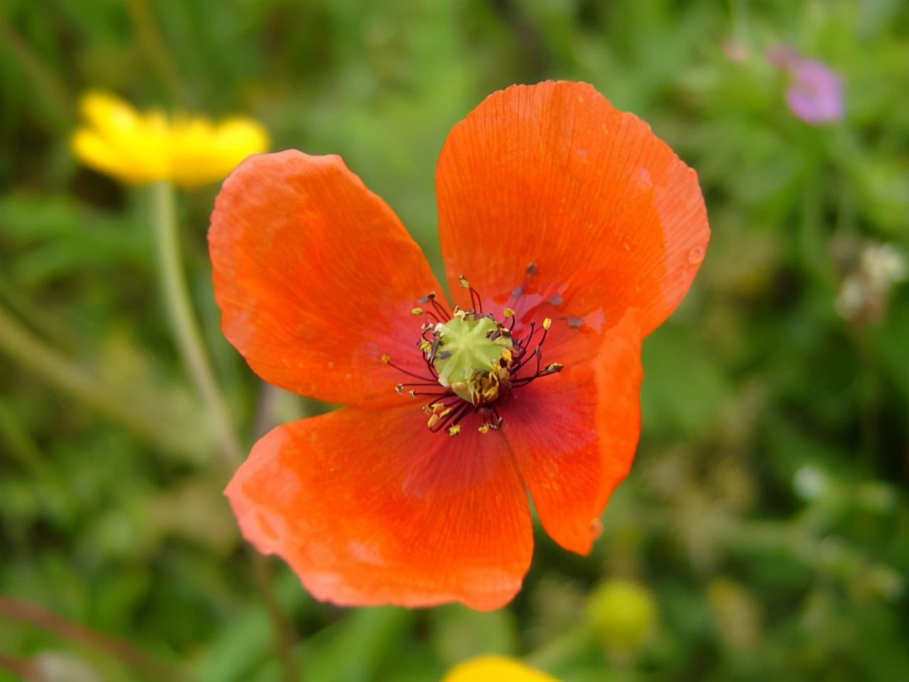 生日鲜花用哪几种花,代表友谊长存和生日快乐花语的花