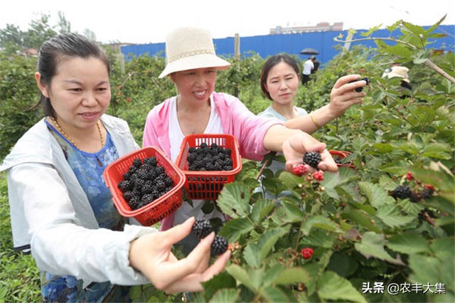 澶ф绉嶆榛戣帗鏋滄爲,澶ф榛戣帗