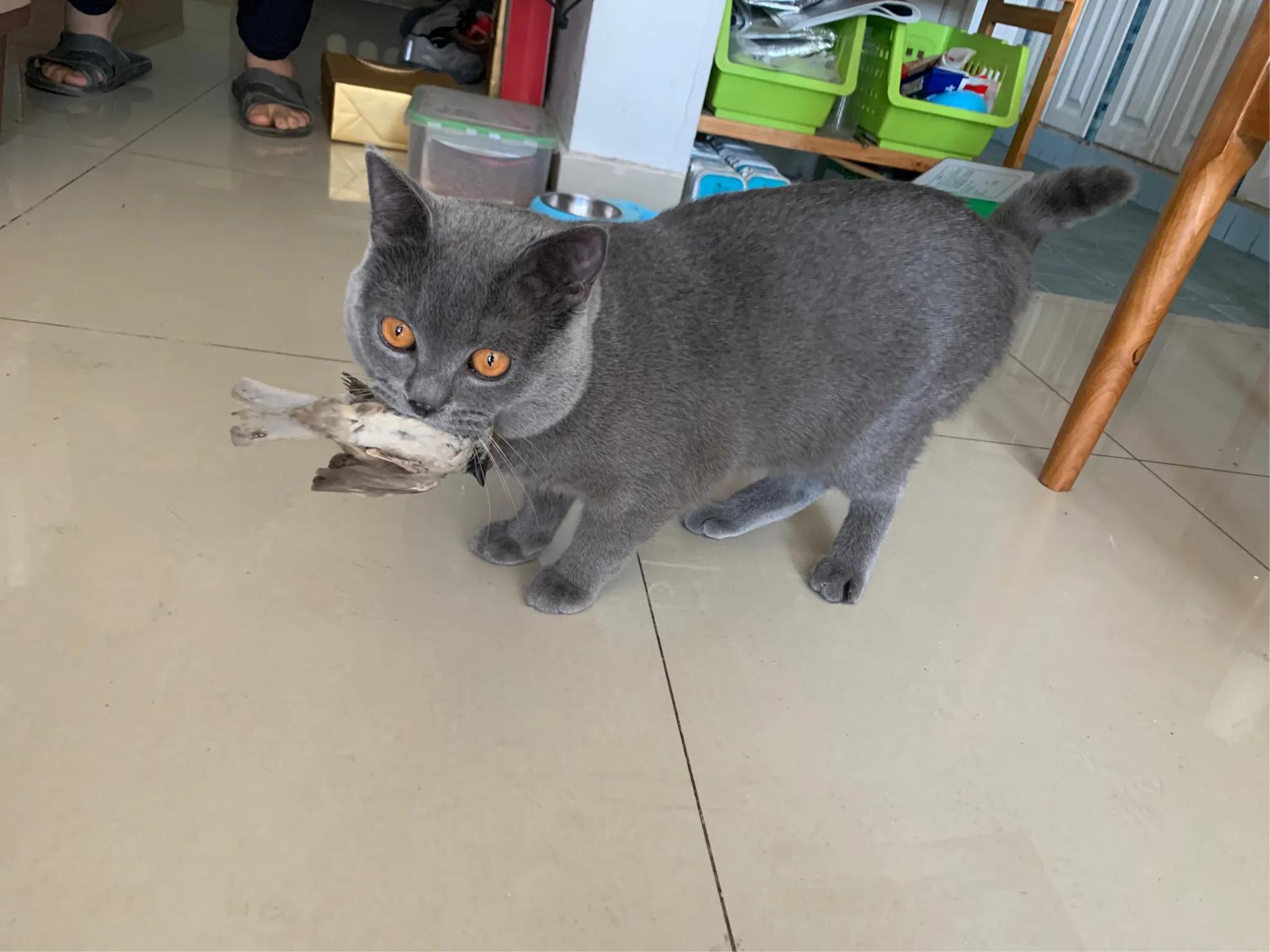 怎么选择猫粮才是正确的,一个月的猫咪怎么挑猫粮