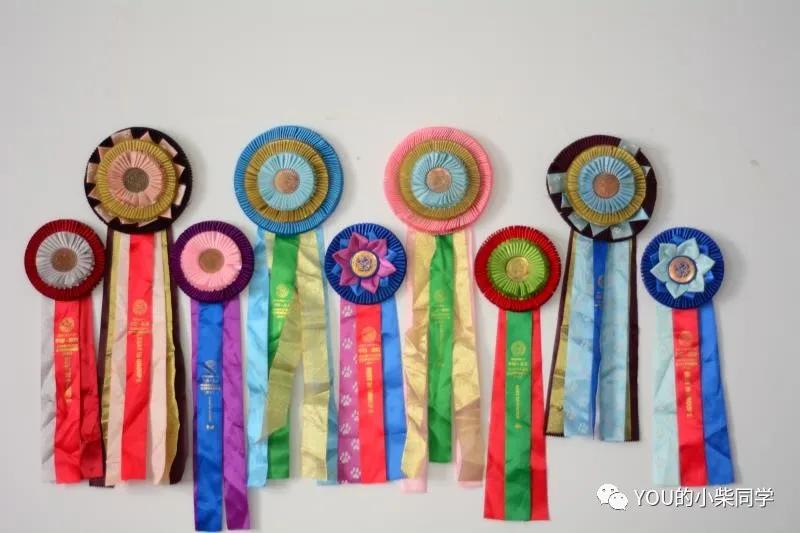 想买柴犬怎么才比较靠谱,购买柴犬有哪些坑如何避免