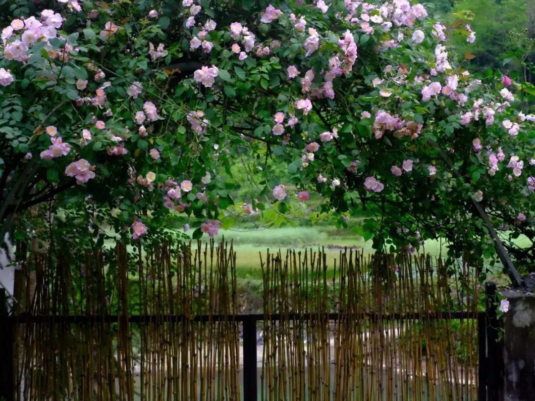 楠溪江风景区民宿排名,楠溪江民宿最新推荐