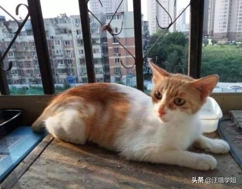 肠套叠猫咪是突发的么,猫咪一般情况下会得肠套叠吗