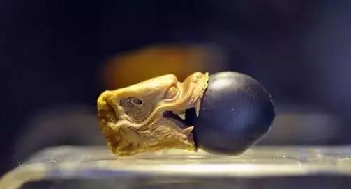 缅茄菩提子作用,缅茄菩提子怎么打孔