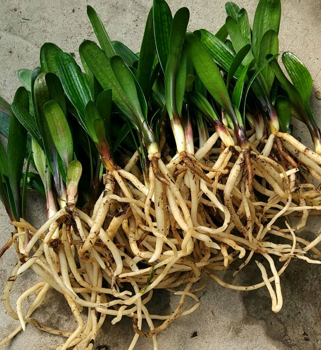 君子兰换盆的正确方法和浇水,君子兰换盆后要多少天浇第一次水