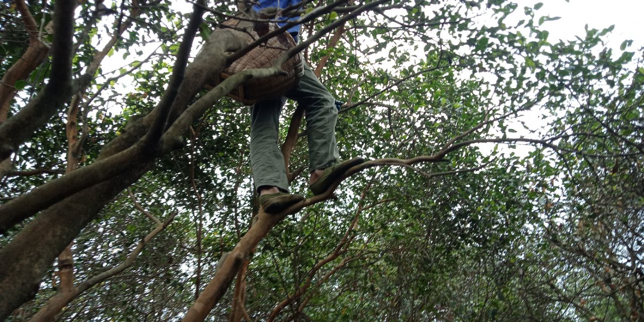 自己种茶籽油一般多少钱一斤,农村的油能卖多少钱一斤