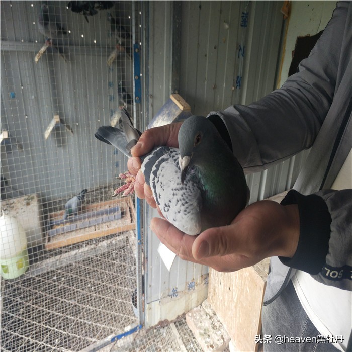 赛鸽如何防天落鸟,当鸽子遇到危险它会不会向人求救