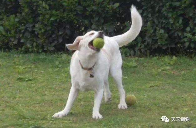 怎么判断狗狗是否缺钙,狗狗生完小狗缺钙的表现