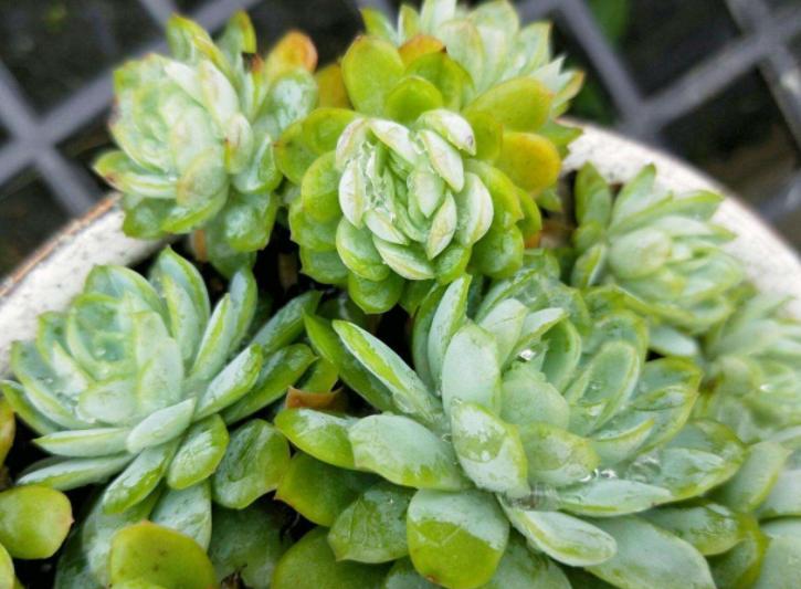 淡雪多肉砍头徒长后怎么处理,多肉室内养徒长怎么办