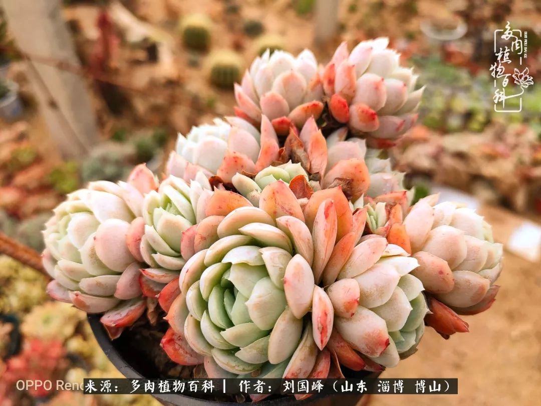 冬季室温20度以上多肉怎么养,贵的不一定就是好的便宜的