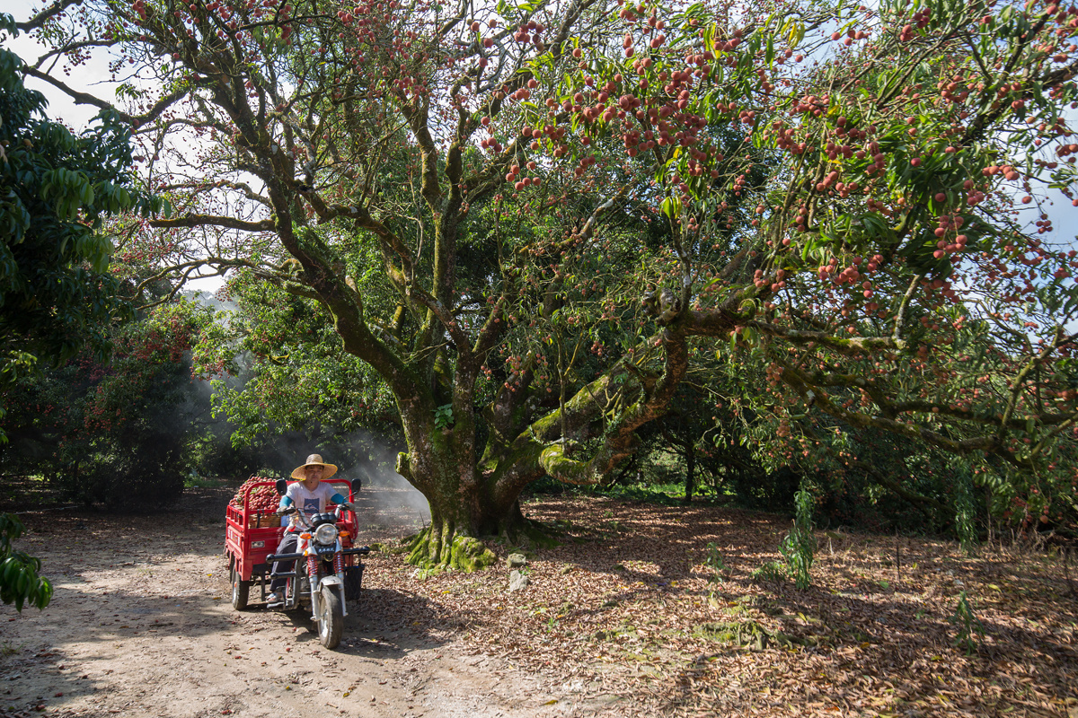 荔枝水果排行,荔枝属于小众水果