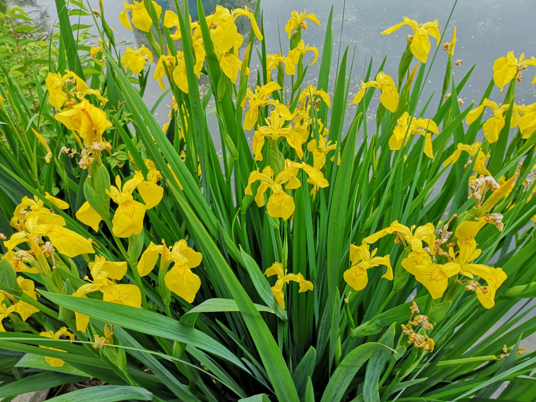 植物世界丨40款人见人爱的爆火花卉居然都是入侵植物，丢弃要犯罪
