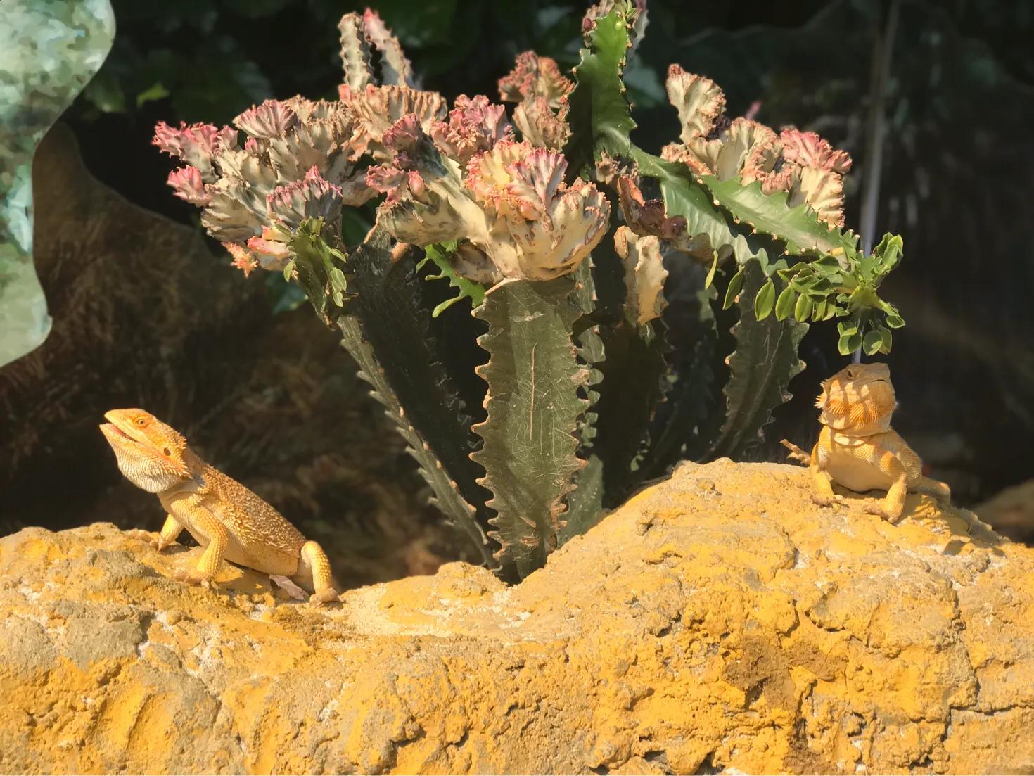 长隆飞鸟乐园拍鸟攻略,广州长隆飞鸟乐园可以摸哪些鸟
