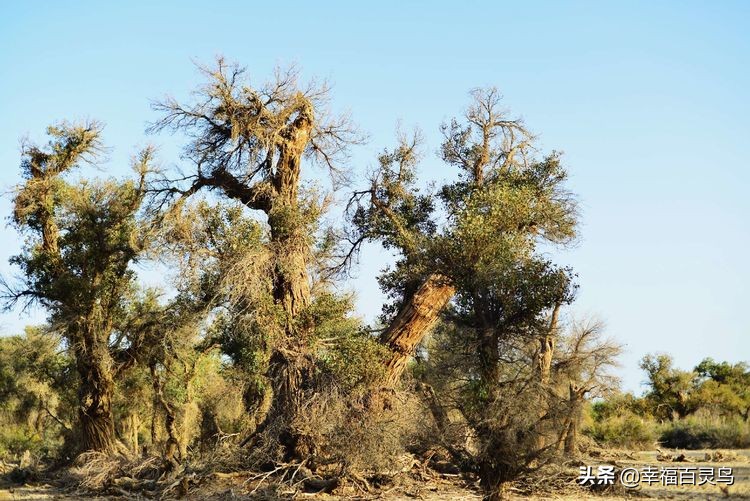 有了这攻略，自驾*藏西**游省心很多