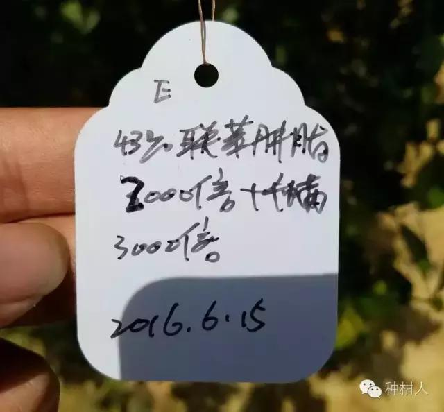 防治柑橘红蜘蛛药剂的药效评价,柑橘使用代森锰锌复配红蜘蛛药剂