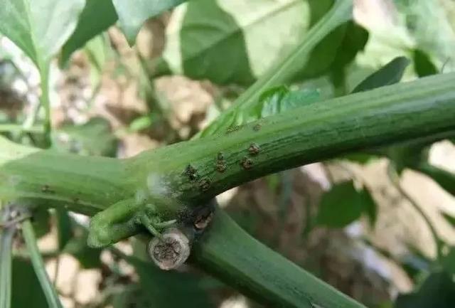 辣椒苗烂杆有哪些症状,辣椒烂杆子的治疗方法