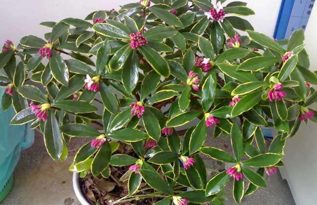 这六种花寓意吉祥好养易活,家中最旺财的4种花