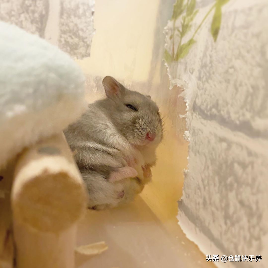 仓鼠缺衣少食谁的错?冬天快到了,请别让你家鼠鼠过得这么寒碜