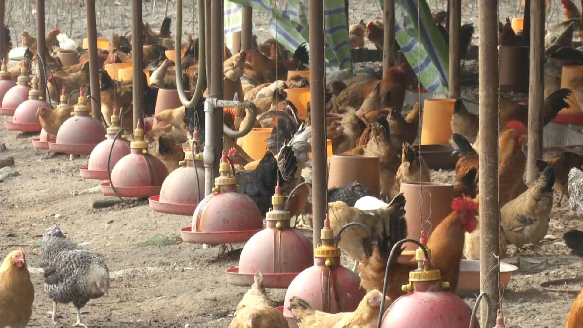 高温天气对家禽的影响,高温天气家禽中暑