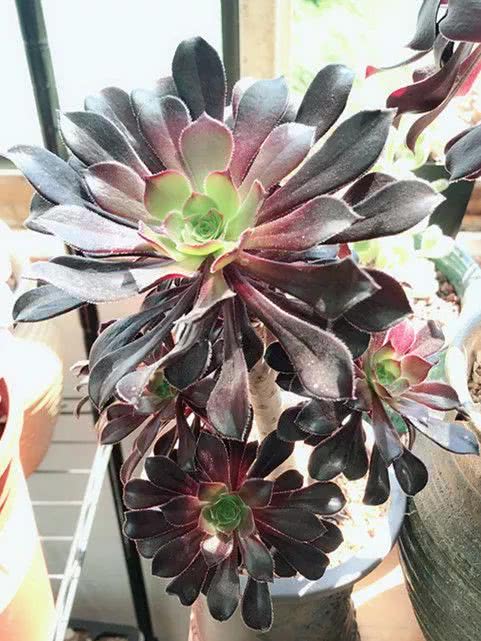 顺风不浪逆风不怂文字图片,顺风不飘逆风不怂绝境不慌