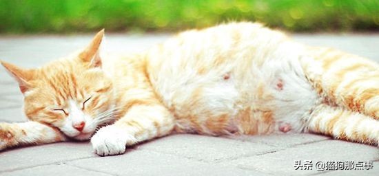 猫咪怀孕可以吃化毛球片吗,猫咪怀孕需要注意点什么