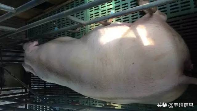 母猪助产:“十”字方针......