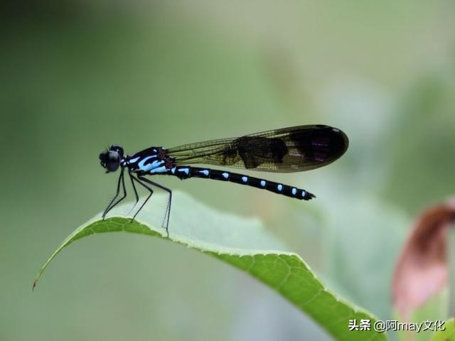 35mm微距镜头拍摄技巧,怎么用18-55的镜头拍人像