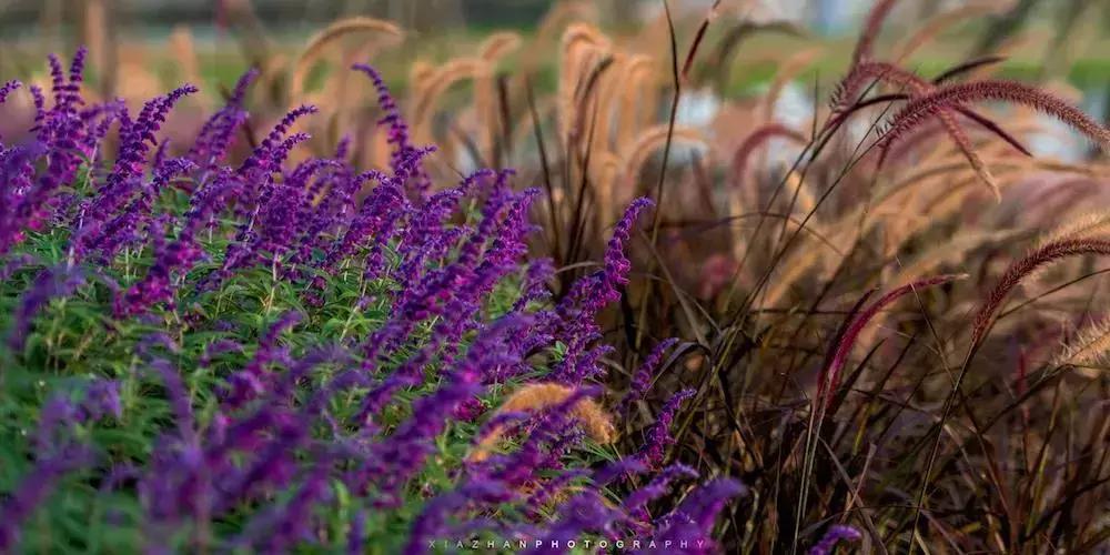宛若美人卧成都,江家艺苑了解一下