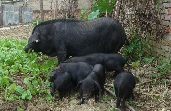 中国42种濒临灭绝的猪,中国土猪灭绝了哪几个品种